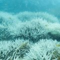 White coral underwater. 